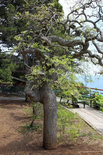 Parkta bir ağaçtır — Stok fotoğraf