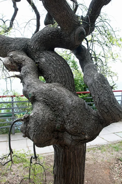 Een boom is in een park — Stockfoto