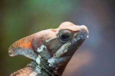 çizgili basilisk