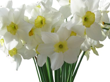 Narcissuses