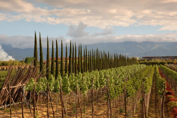 stock image Tuscany, Italy