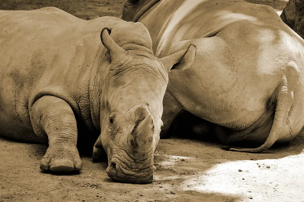 stock image Two huge rhinoceros