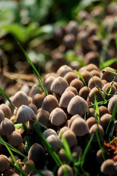 stock image Mushrooms