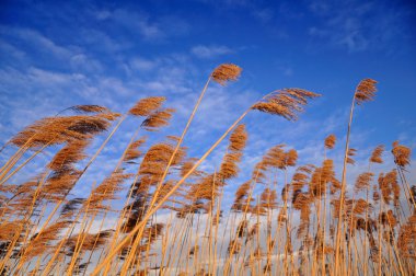 güzel yaz göğün reed bitkiler