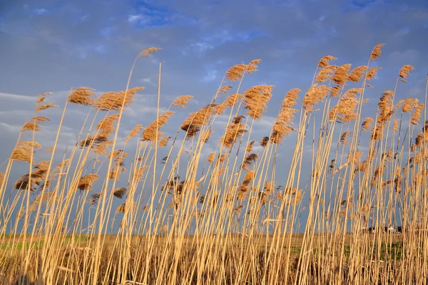 Beautiful summer sky with reed plants — Stock Photo, Image