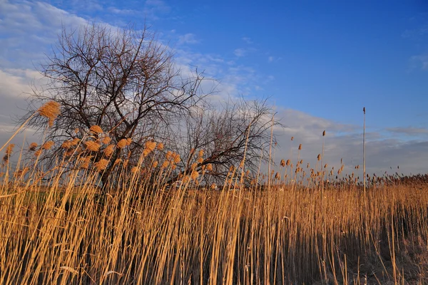 stock image Beautiful spring landscape