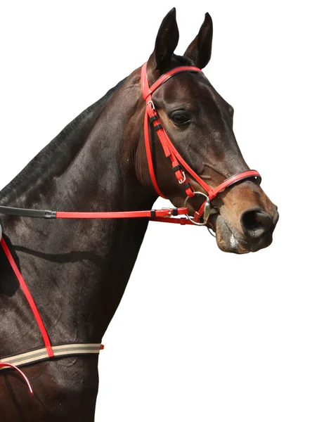 Vackra häst. — Stockfoto