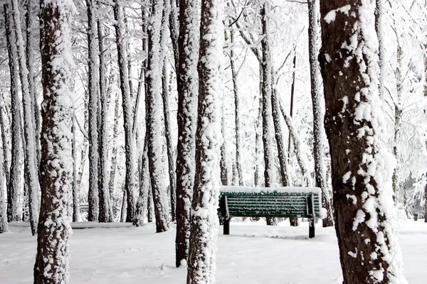 Dans le parc d'hiver . — Photo