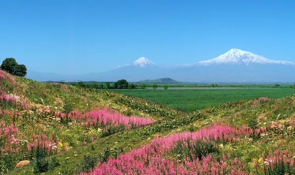 Montaña Ararat . —  Fotos de Stock