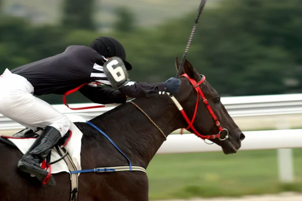 Corrida de cavalos. — Fotografia de Stock