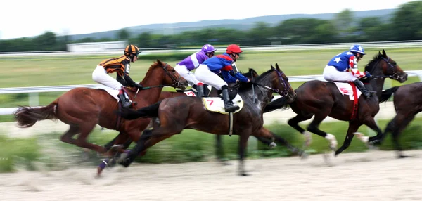 At Yarışı — Stok fotoğraf