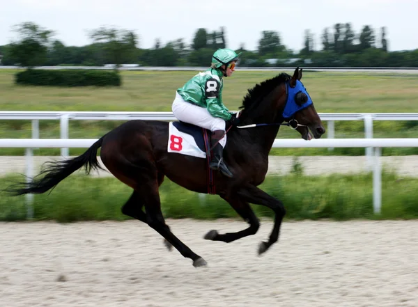 Hästkapplöpning, — Stockfoto