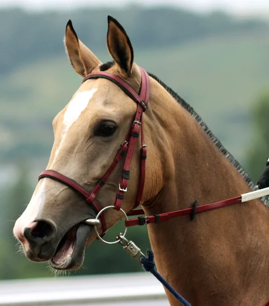 Profile of a beautiful horse. — Stock Fotó