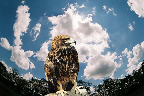 Mountain eagle. — Stock Photo, Image