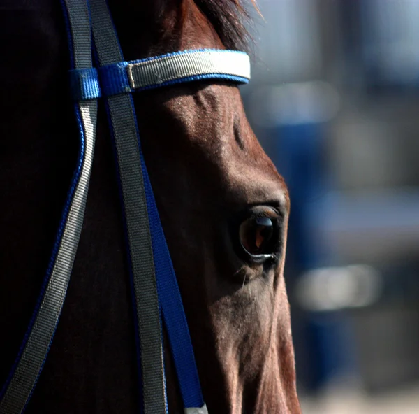 Close-up van zwarte paard oog. — Stockfoto