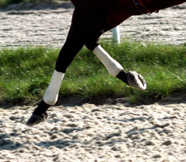Selective focus on the horseshoes. — Stock Photo, Image