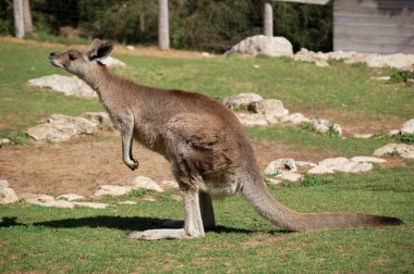 Grey kangaroo clipart