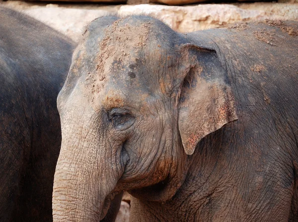 stock image Head of elephant