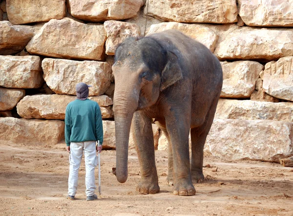 stock image Asian elephant with him trainer