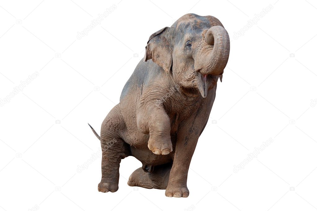Asian elephant raise a leg