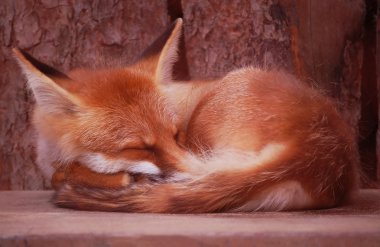 Sleeping fox clipart