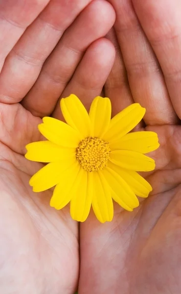 Flower in hands — Stock Photo, Image