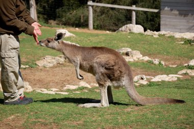 Grey kangaroo clipart