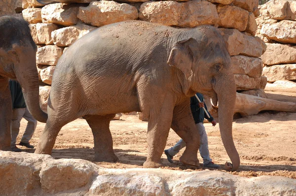 stock image Asian elephant with him trainer