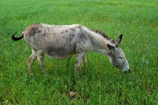 stock image Donkey