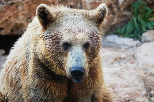 stock image Syrian brown bear