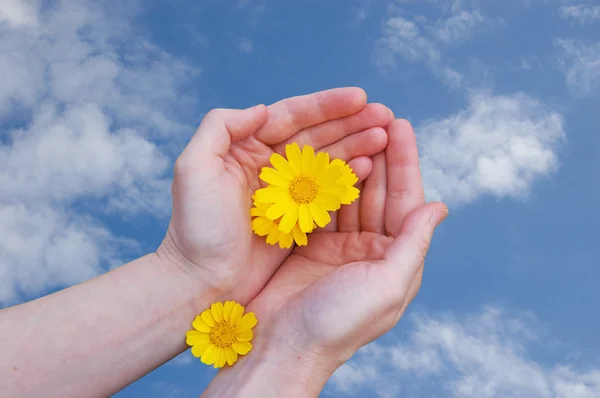 Yellow flowers in woman hands