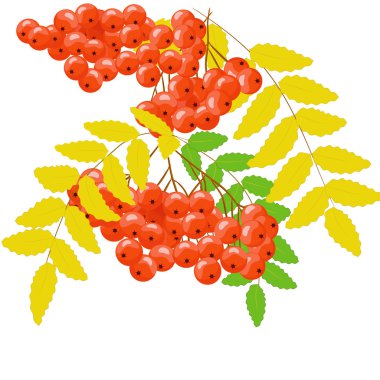 Rowan berry clipart