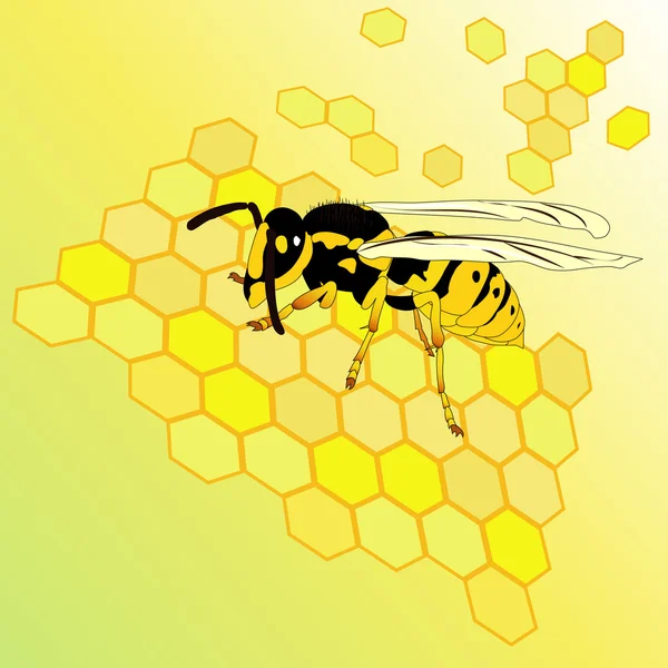Yaban arısı — Stok Vektör
