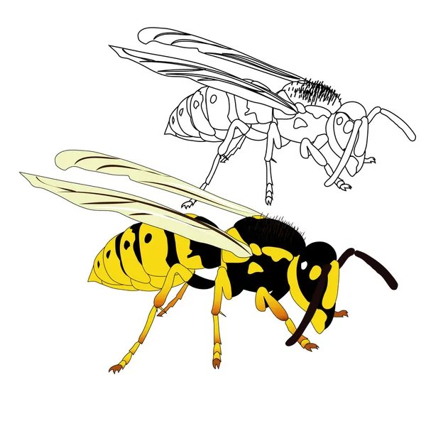 Yaban arısı — Stok Vektör