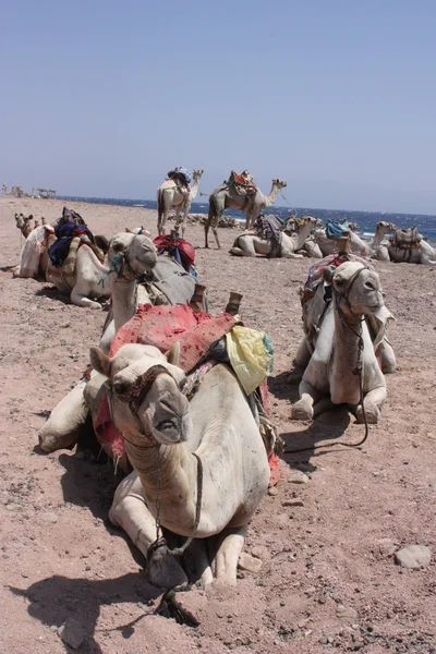 Travel on camels — Stock Photo, Image