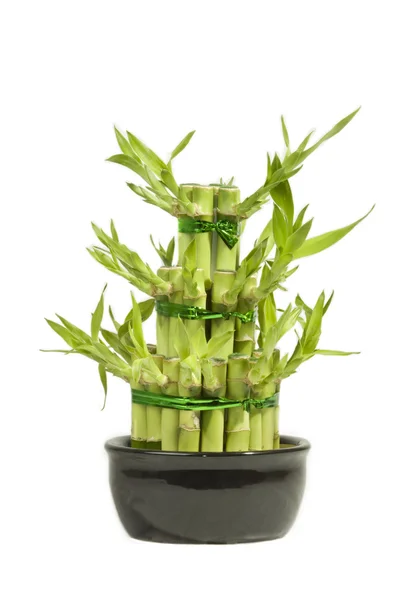Lucky bamboo — Stock Photo, Image