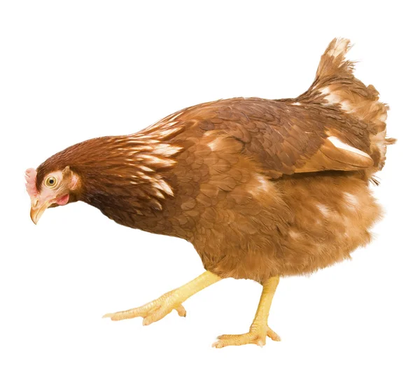 Csirke — Stock Fotó