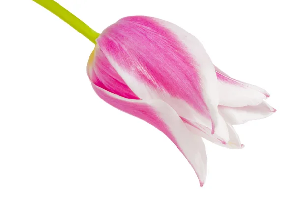 Een roze tulp — Stockfoto