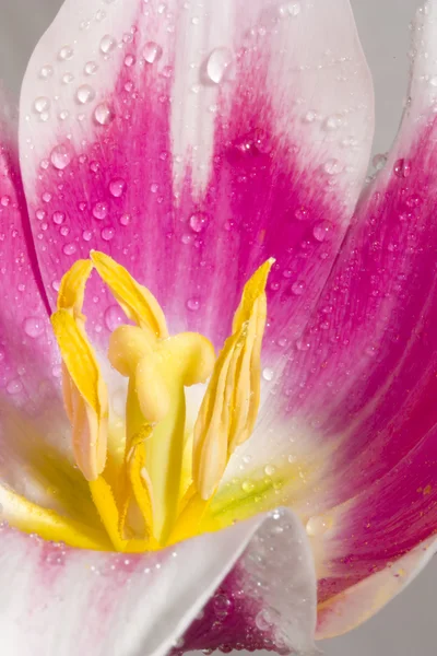 Roze tulp met dauw druppels — Stockfoto