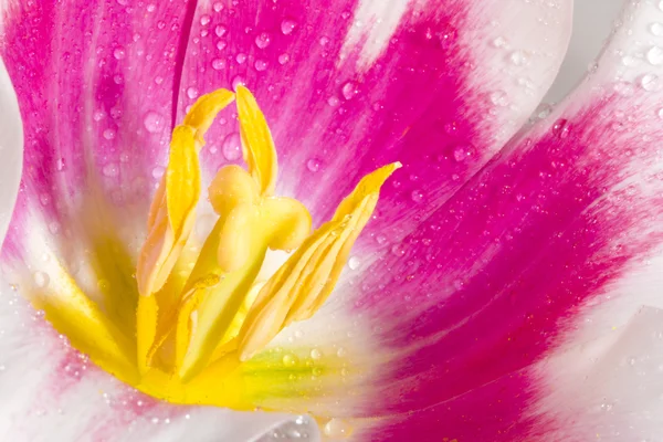 Roze tulp met dauw druppels — Stockfoto