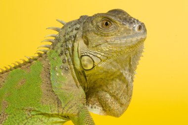 Yeşil iguana