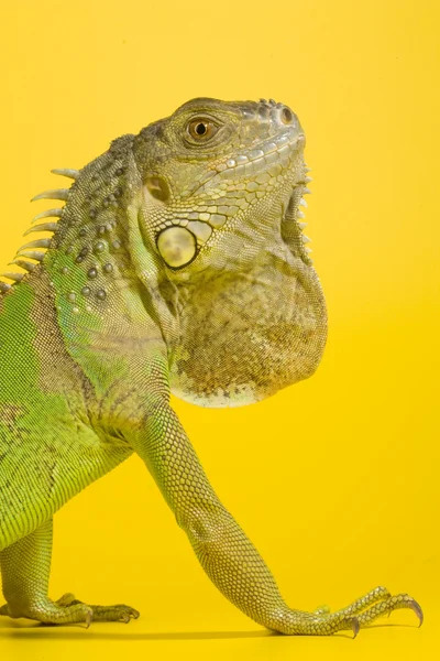 Grüner Leguan — Stockfoto