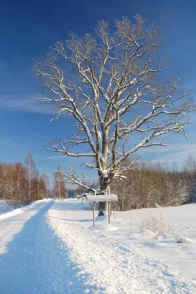 Зимняя дорога со знаком и деревом Стоковая Картинка