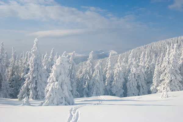 stock image Snowy firs and blue cloudy sky