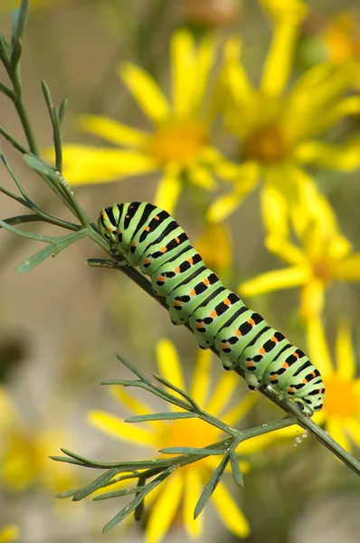 Caterpillar of Papilio machaon Linnaeus — Fotografie, imagine de stoc