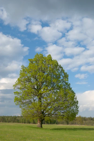Un copac singuratic pe teren — Fotografie, imagine de stoc
