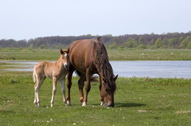 Horse and foal clipart