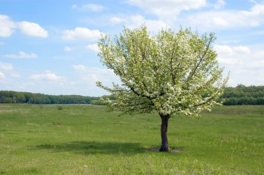 Flowered tree clipart