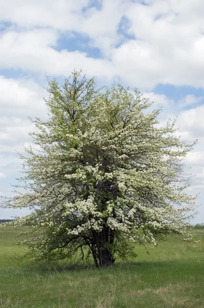 Flowered tree — Stock Photo, Image