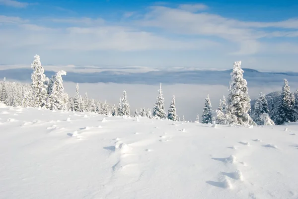 stock image Snow covered fir trees